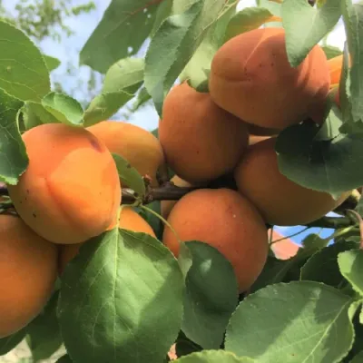 Sirena kajszibarackfa szabadgyökerű