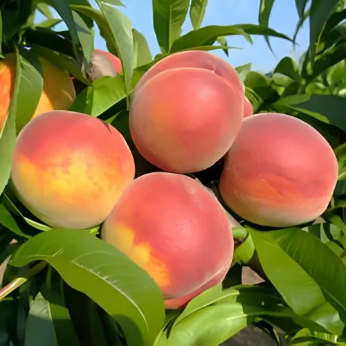 Springtime őszibarackfa szabadgyökerű