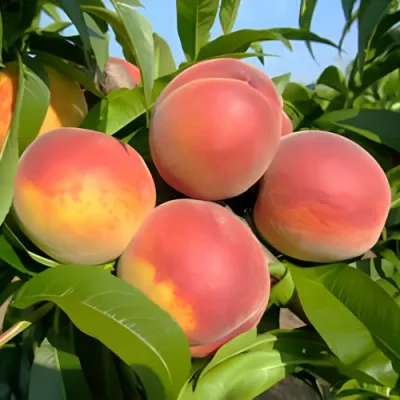 Springtime őszibarackfa szabadgyökerű