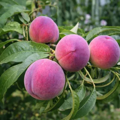 Őszbarackfa fajták