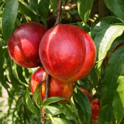 Nektarin, kopasz barack fajták