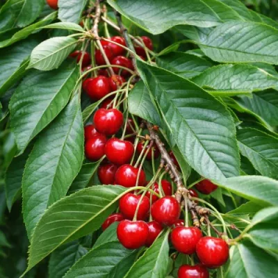 Cseresznyefa fajták