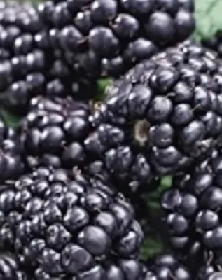 Black satin szederbokor konténerben (cserépben)