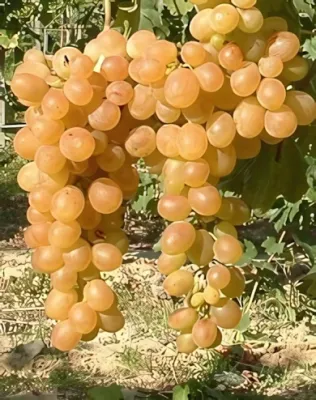 Afuz Ali szőlőoltvány