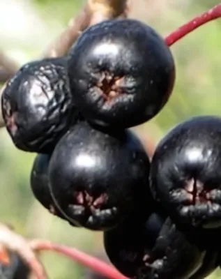 Viking fekete berkenye konténerben (cserépben) Viking fekete berkenye konténerben (cserépben)