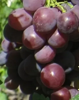 Cardinal szőlőoltvány