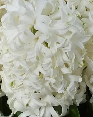 Carnegie jácint hagyma (3 db/csomag)