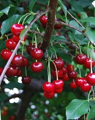 Újfehértói fürtös meggyfa