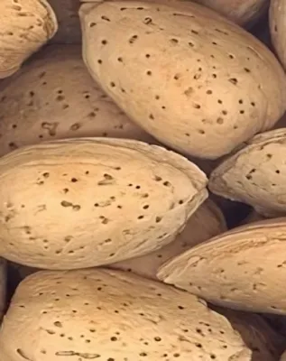 Tétényi rekord mandulafa