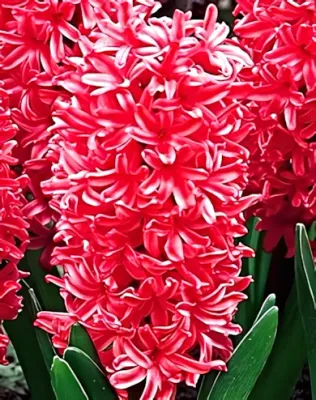 Jan Bos jácint hagyma (3 db/csomag)