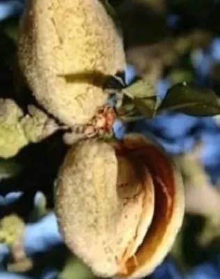 Budatétényi 70 mandulafa