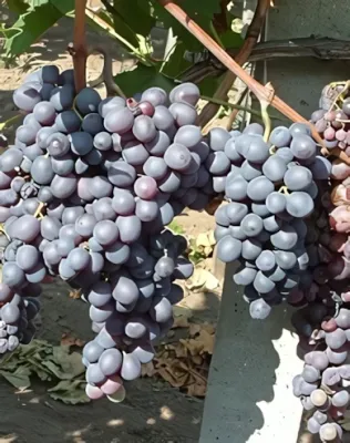 Kismis moldavszkij szőlőoltvány (magnélküli) Kismis moldavszkij szőlőoltvány (magnélküli)