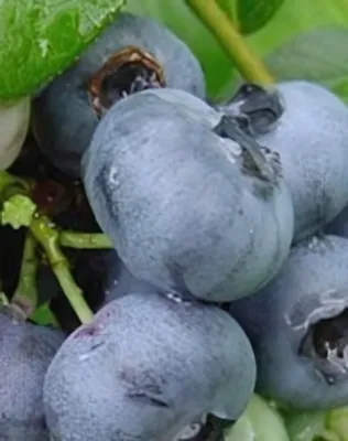 Goldtraube 71 kék áfonya bokor konténerben (cserépben)