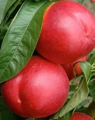 Sweet Lady nektarinfa