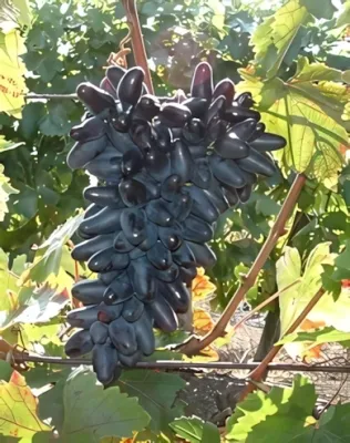 Suvenir szőlőoltvány