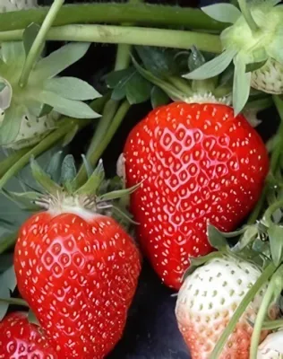 Clery szamócapalánta, 10 db-os tálca