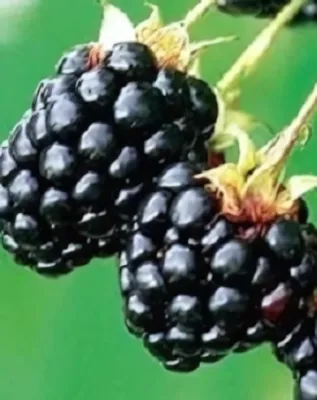 Thornfree szederbokor