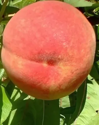 Michelini őszibarackfa