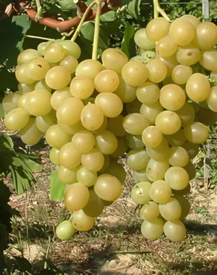 Itália szőlőoltvány