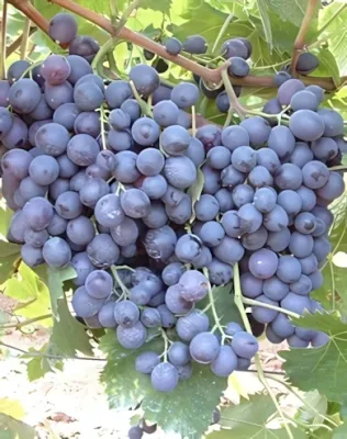 Hamburgi muskotály szőlőoltvány