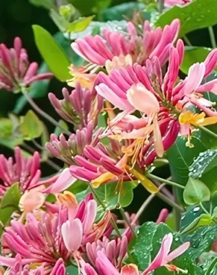 Goldflame futólonc - sárga, rózsaszín