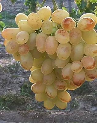 Éva szőlőoltvány