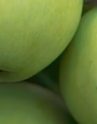 Fehér Klára almafa