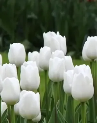 White tulipán hagyma (6 db/csomag)