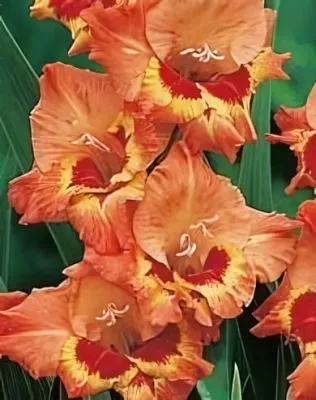 Alice kardvirág hagyma 10db