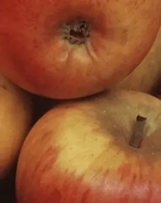 Téli arany parmen almafa