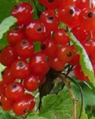 Rovada piros ribiszkebokor konténerben (cserépben)