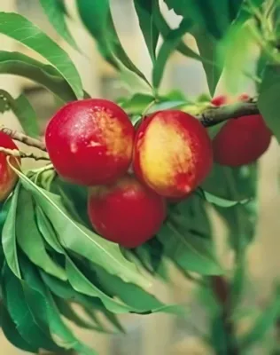 Rubis törpe nektarinfa