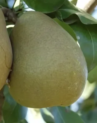 Hardy vajkörte körtefa