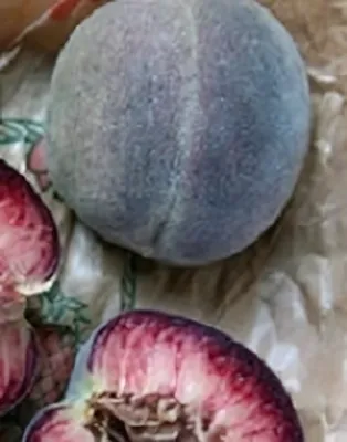 Kecskeméti vérbarack őszibarackfa