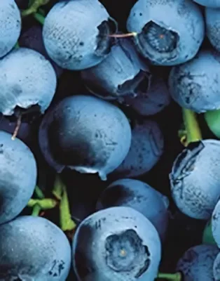 Bluecrop kék áfonya bokor konténerben (cserépben)