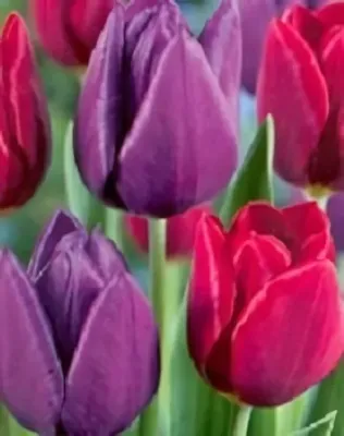 Lila és piros duó tulipán hagyma színkeverék (6 db/csomag)