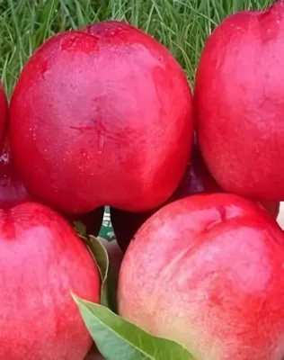 Caldesi 2000 nektarinfa