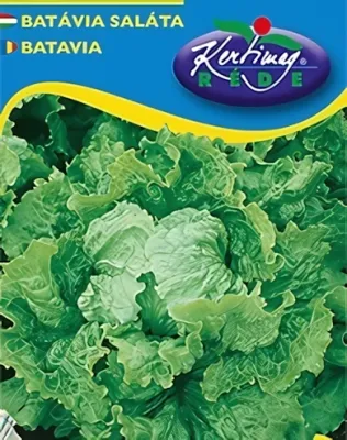 Batávia- saláta vetőmag