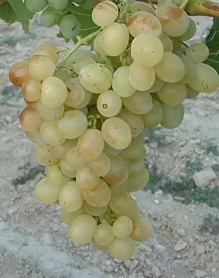 Pannónia kincse szőlőoltvány