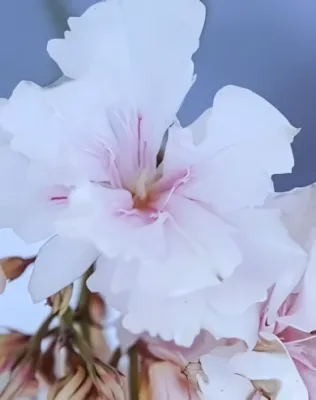 Mandula színű, telt virágú leander