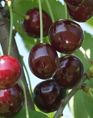 Csengődi csokros meggyfa