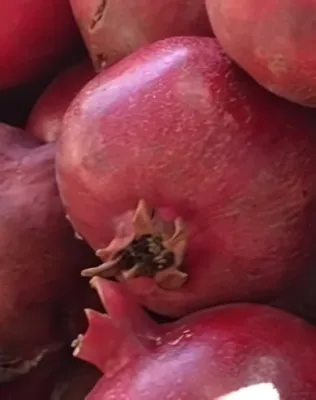 Taisa gyümölcstermő gránátalma bokor konténerben (cserépben)