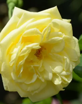 Casino kúszó rózsa konténerben (cserépben) - halványsárga