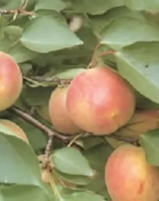 Ceglédi bíborkajszi kajszibarackfa