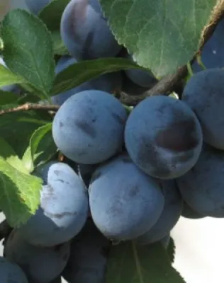 Penyigei szilvafa (Nemtudom szilvafa)