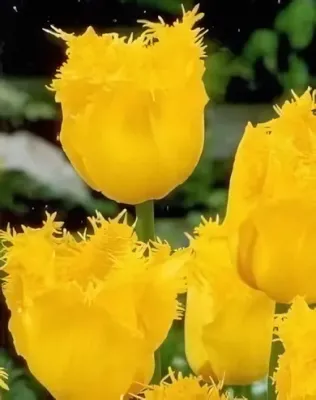 Crystal Star tulipán hagyma (8 db/csomag)