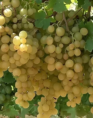 Kozma Pálné muskotály szőlőoltvány konténerben (cserépben)