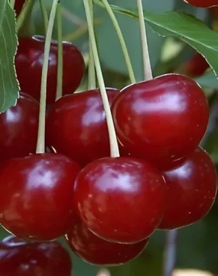 Debreceni bőtermő meggyfa