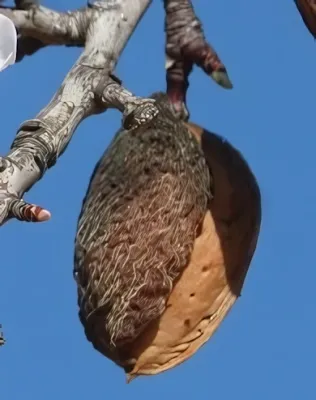 Budatétényi 1 mandulafa