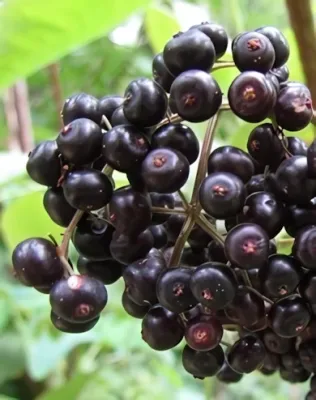 Haschberg fekete bodza bokor